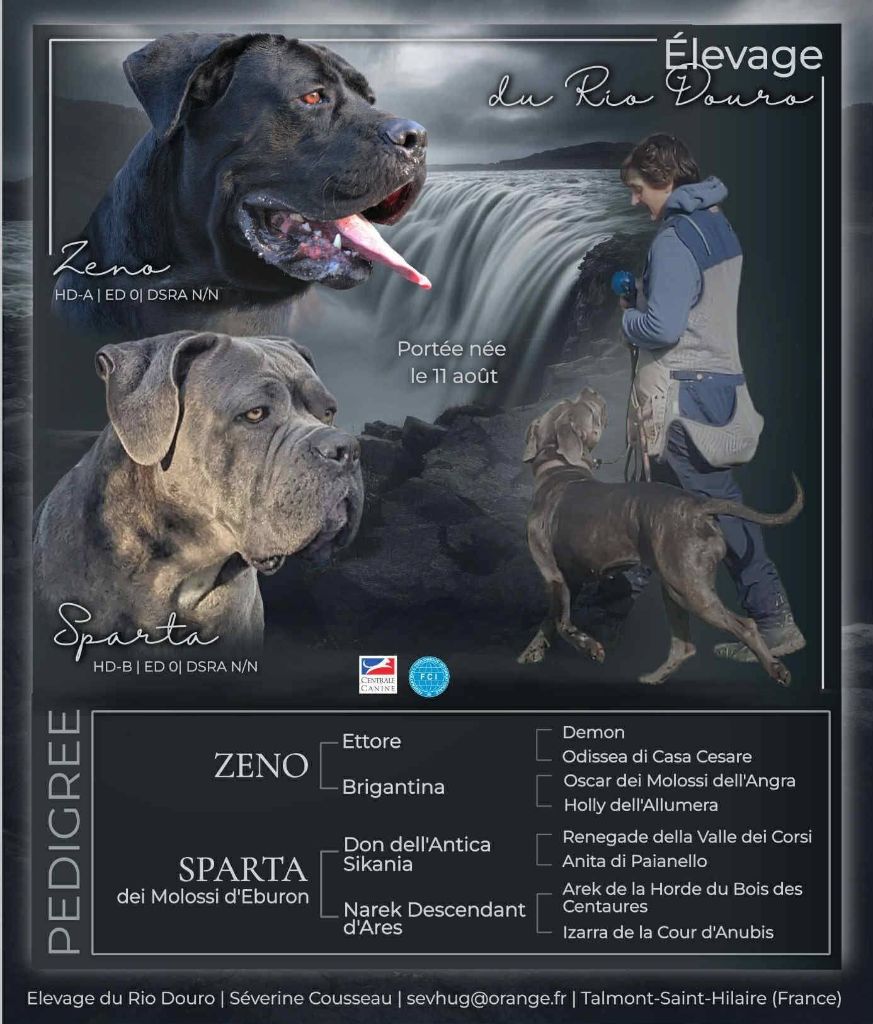Sparta Dei molossi d'éburon X Zeno (Giuseppe Morlando)