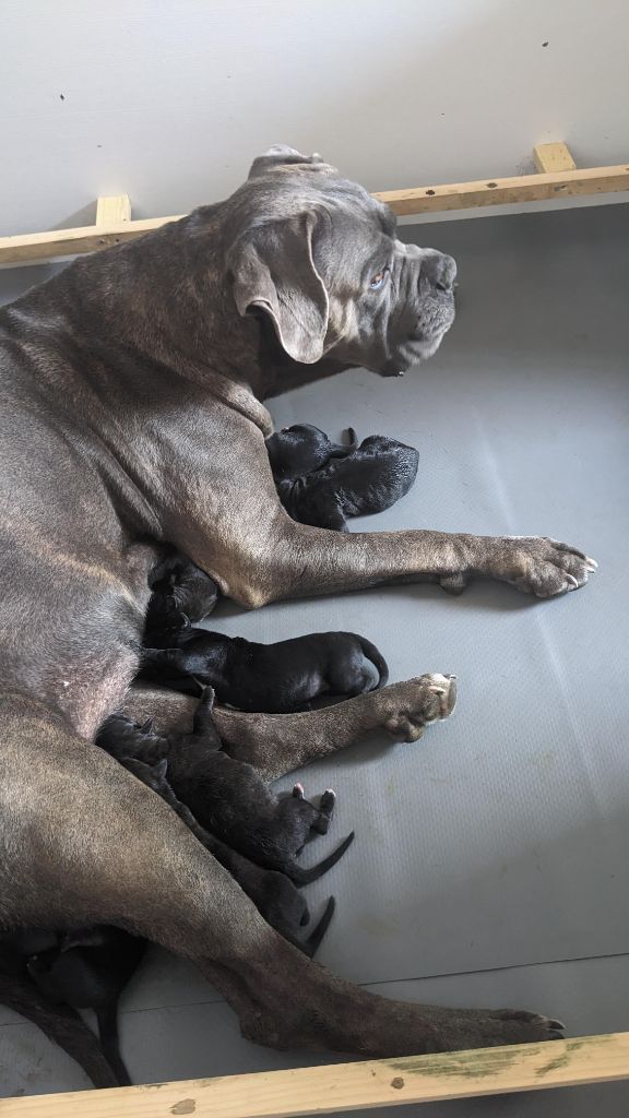 Naissance des chiots de Sparta X  Zeno