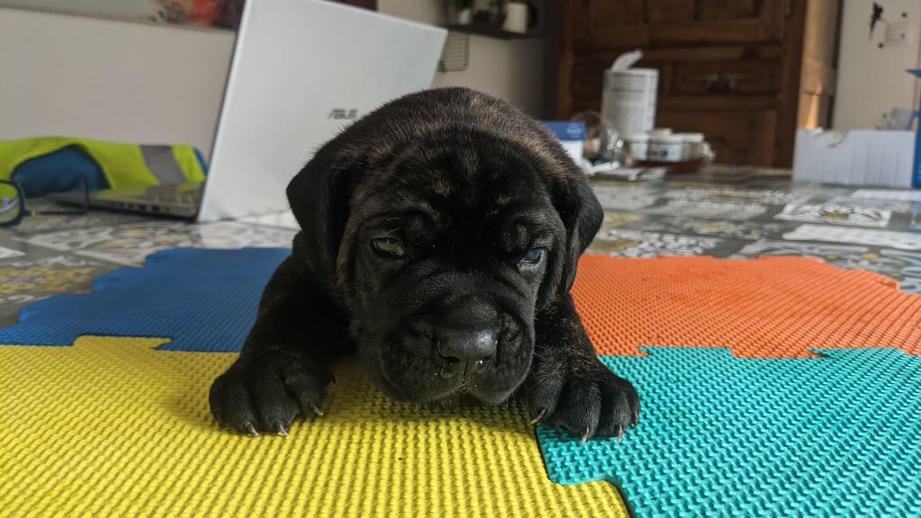 Du rio douro - Chiots disponibles - Cane Corso