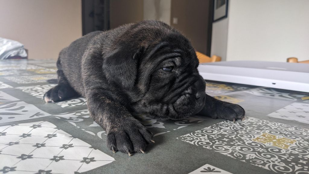 Du rio douro - Chiots disponibles - Cane Corso