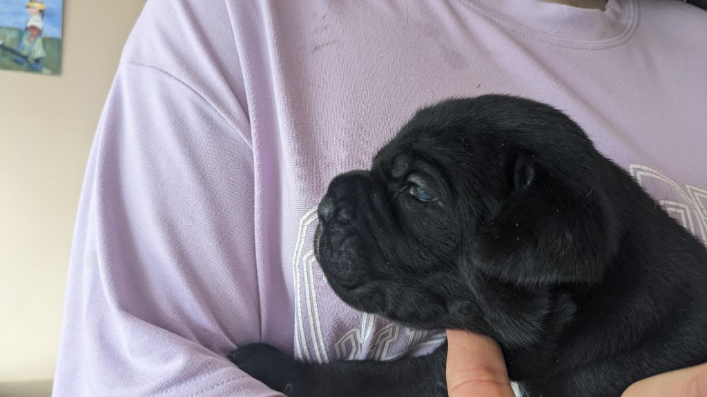 Du rio douro - Chiots disponibles - Cane Corso