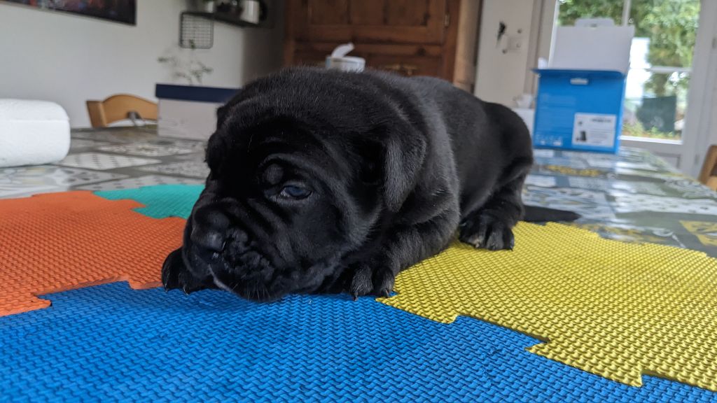 Du rio douro - Chiots disponibles - Cane Corso
