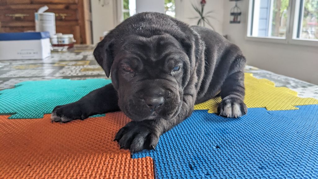 Du rio douro - Chiots disponibles - Cane Corso