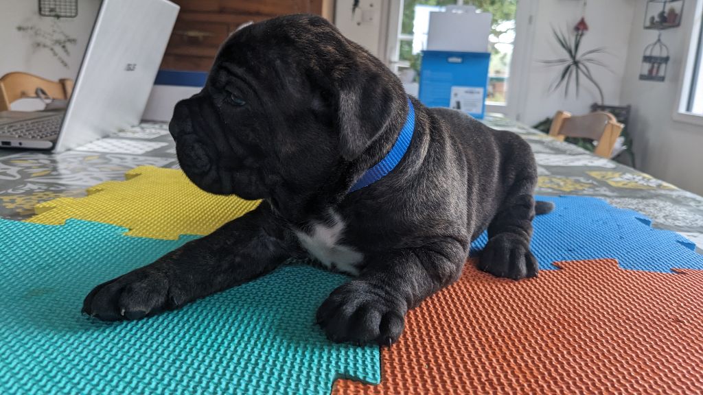 Du rio douro - Chiots disponibles - Cane Corso
