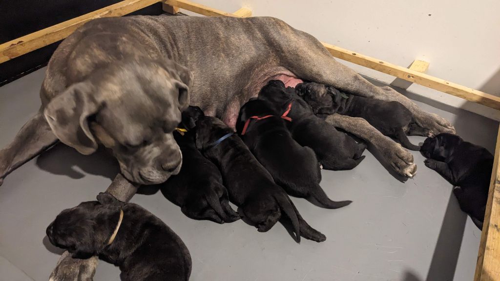 Chiot Cane Corso Du rio douro